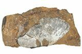 Three Paleocene Fossil Ginkgo Leaves - North Dakota #290842-1